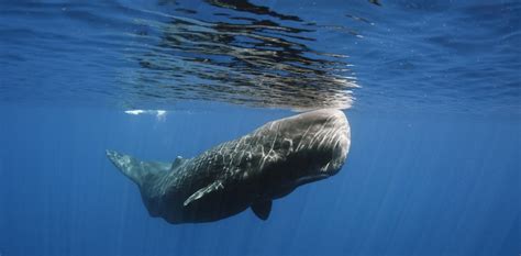 whale vomit ambergris price|Ambergris: how to tell if you’ve struck gold with ‘whale .